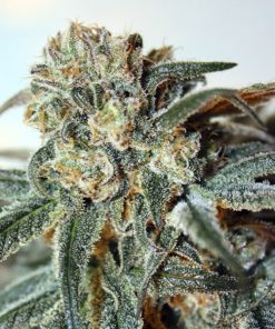Zombie Kush fem. Ripper Seeds