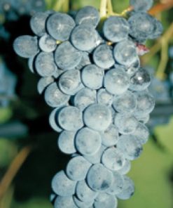 Barbatelle Uva MOSCATO D’AMBURGO